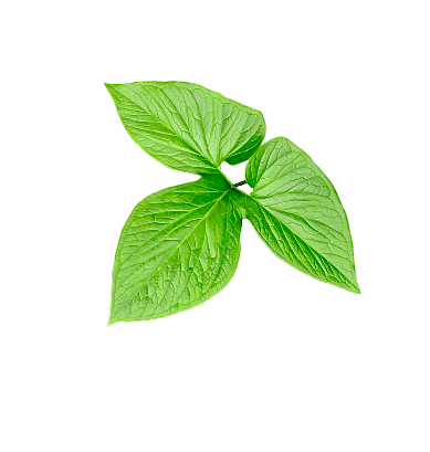 hero_leaf