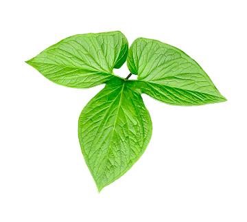 leaf_5