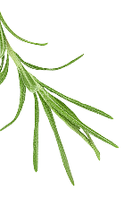 single_leaf